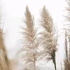 adinag9