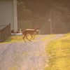 foxatthebayplayallday