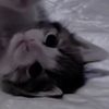 possum_noes6