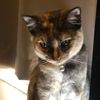 elkittykat01