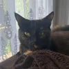 golddustnyx