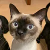 nekoneko5mo