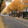 nhautungcho443