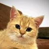xhamster_.2
