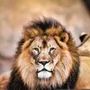 elleon654