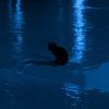 apreecotta