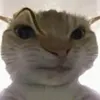domoy1337