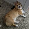 pawsitivevibesonly24