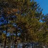 green_294