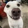 njdmene