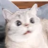meowmeowmeow_11