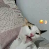 kakau_611