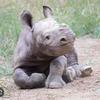 rhinobaby5