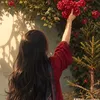 m_k068hira