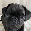 rockythepugkendes