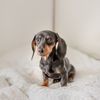 petshopfree