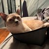 b00gthecat