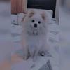 benji_the_pomerania