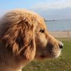 bradythegoldenn