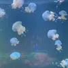 giahan_bii