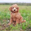 rena.meira.likes.to.poop