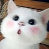lyngiang__