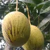 anggoro.1237