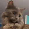 overstimulated_bean