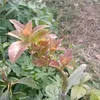 iwantarigan5