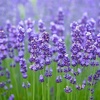 lavender.co7