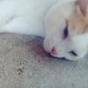crackcat2