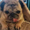 _mayathepug
