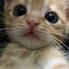 lysan_er