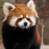 crvena.panda2