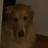 elperrodepiedeangel