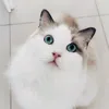 haruki_ragdolls