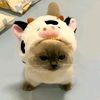 shopy.jie