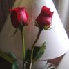amary361