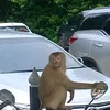 dvgfh4