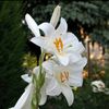ur.sweetlilies