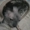 lokxi_den