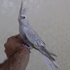 alaahamdan348