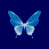 antito.anahis