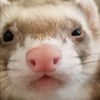 shaniagregory37
