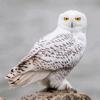 whiteowls1