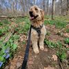 buoythegoldendoodle1