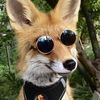 Fox-The-Butler