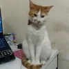 grazi_texx