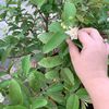 nguyenthoa0509