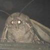 heyymothman